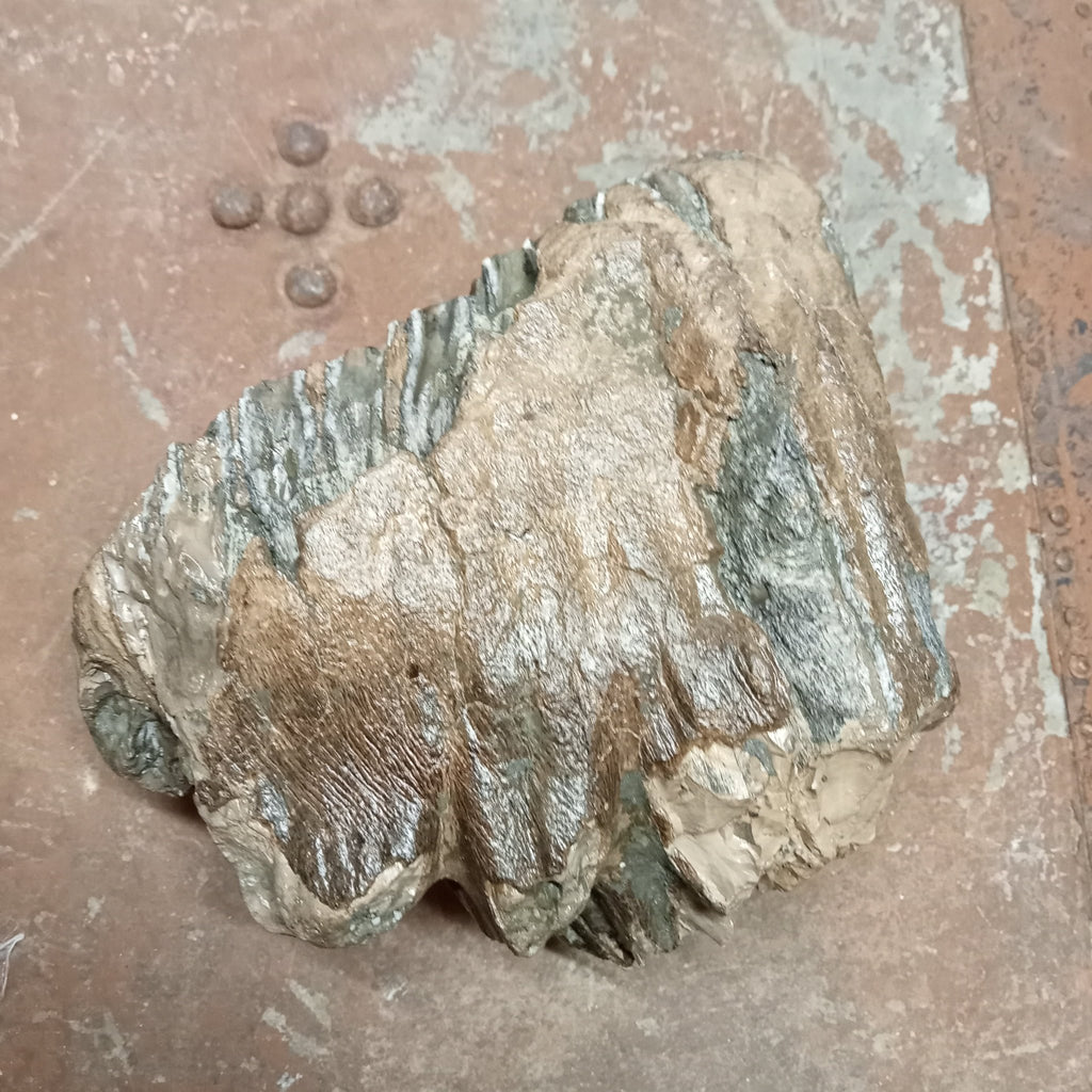 Mammuthus tooth - Lost archives store - product_name_for_sale - product_name_for_sale_australia - category_name