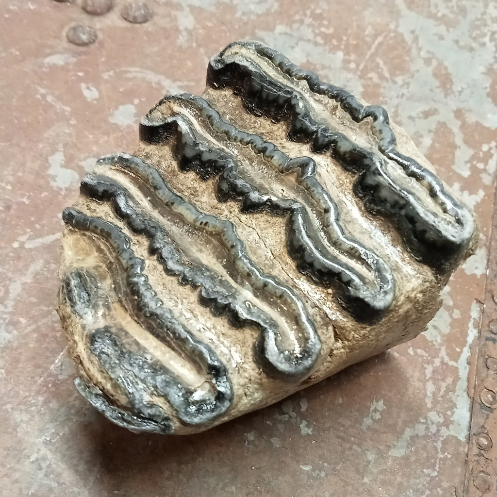 Mammuthus tooth - Lost archives store - product_name_for_sale - product_name_for_sale_australia - category_name