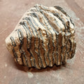 Mammuthus tooth - Lost archives store - product_name_for_sale - product_name_for_sale_australia - category_name