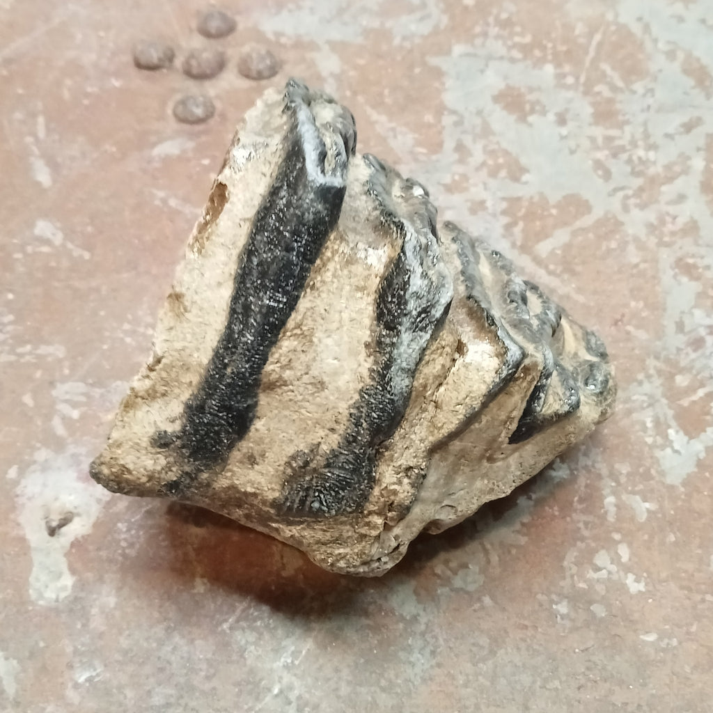 Mammuthus tooth - Lost archives store - product_name_for_sale - product_name_for_sale_australia - category_name