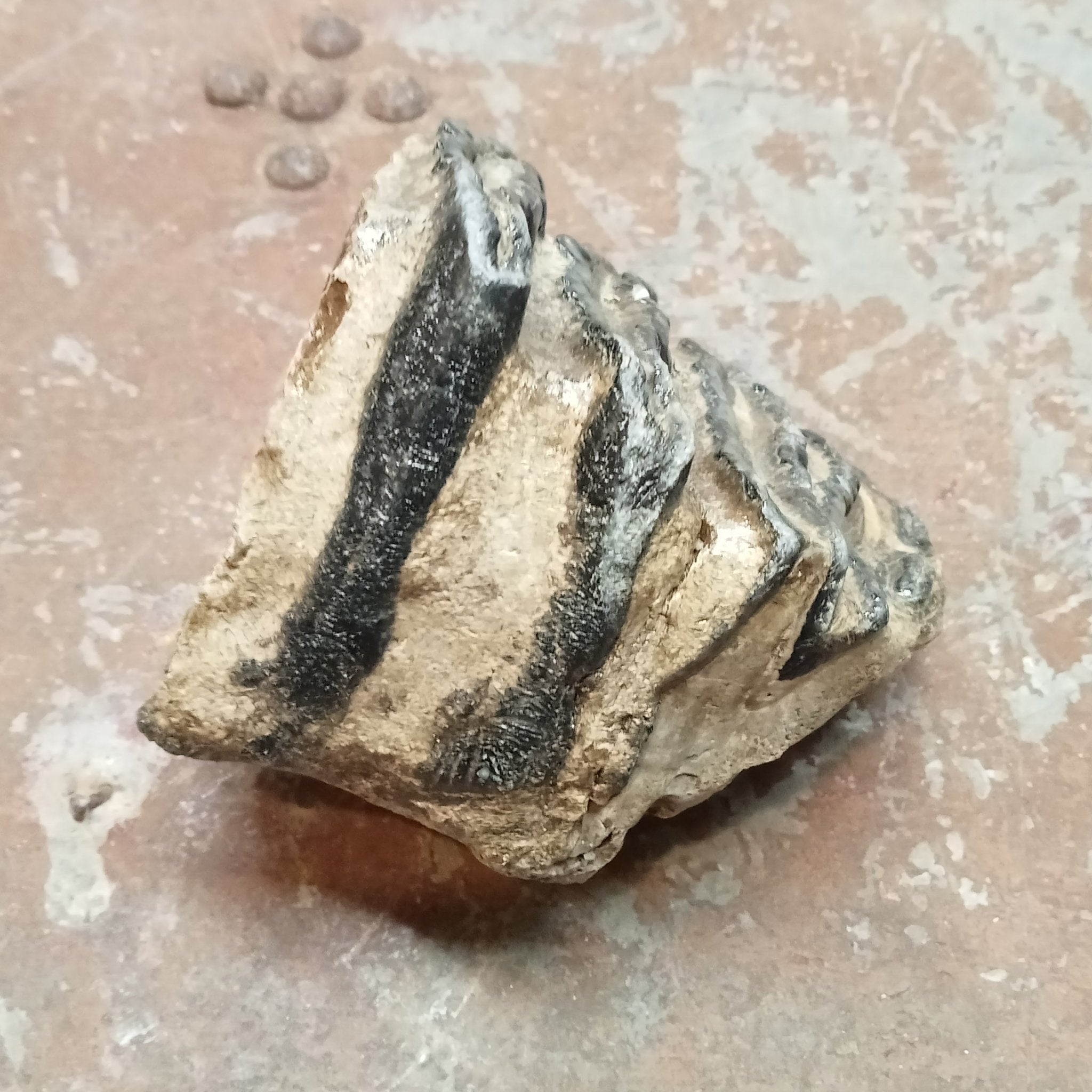 Mammuthus tooth - Lost archives store - product_name_for_sale - product_name_for_sale_australia - category_name