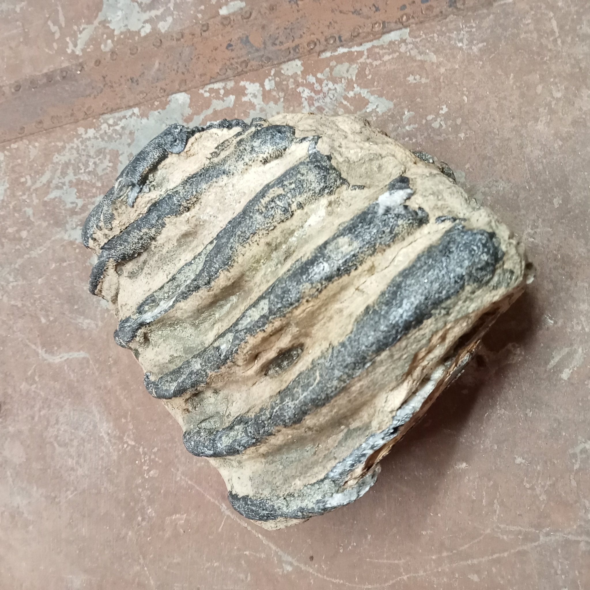 Mammuthus tooth - Lost archives store - product_name_for_sale - product_name_for_sale_australia - category_name