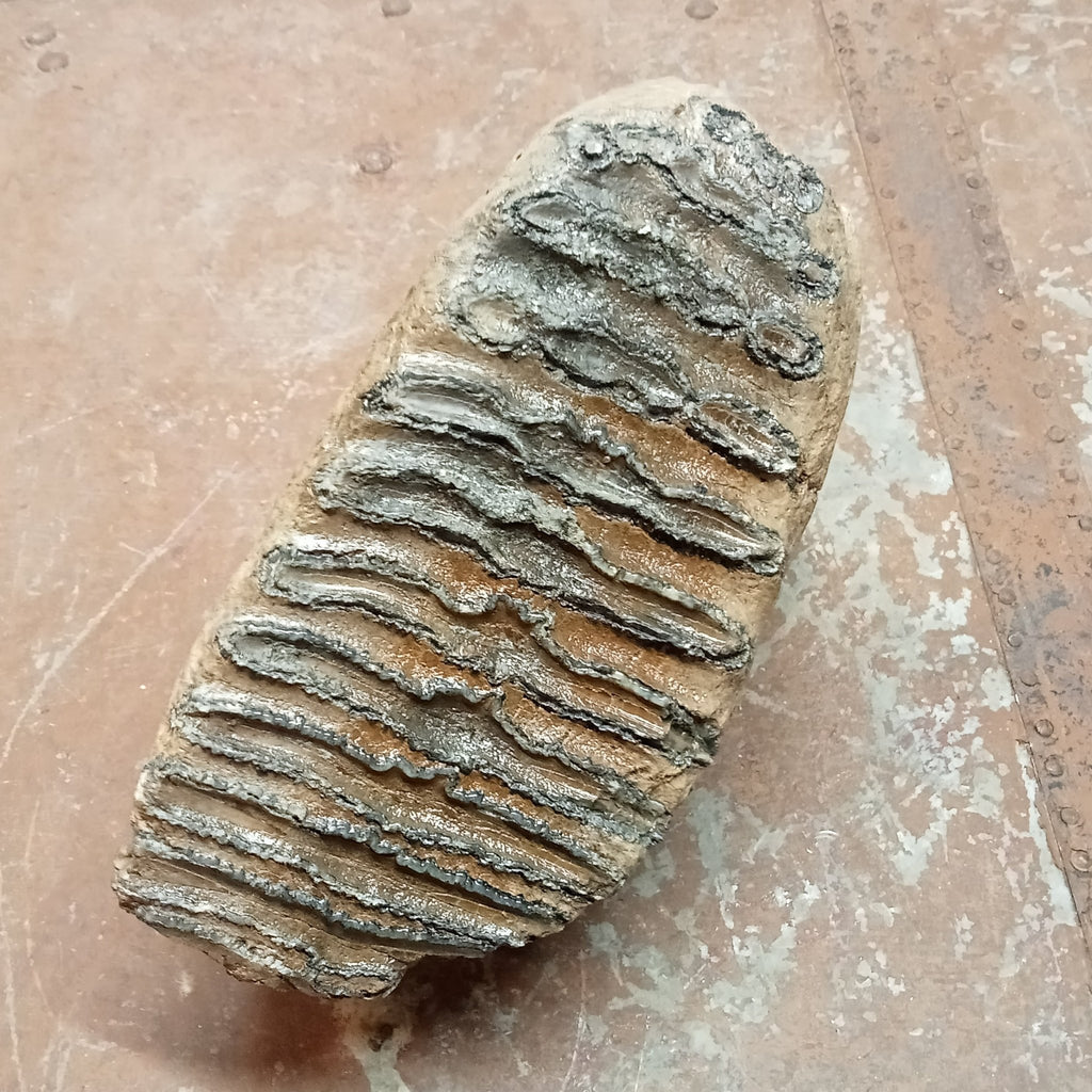 Mammuthus tooth - Lost archives store - product_name_for_sale - product_name_for_sale_australia - category_name