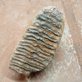 Mammuthus tooth - Lost archives store - product_name_for_sale - product_name_for_sale_australia - category_name