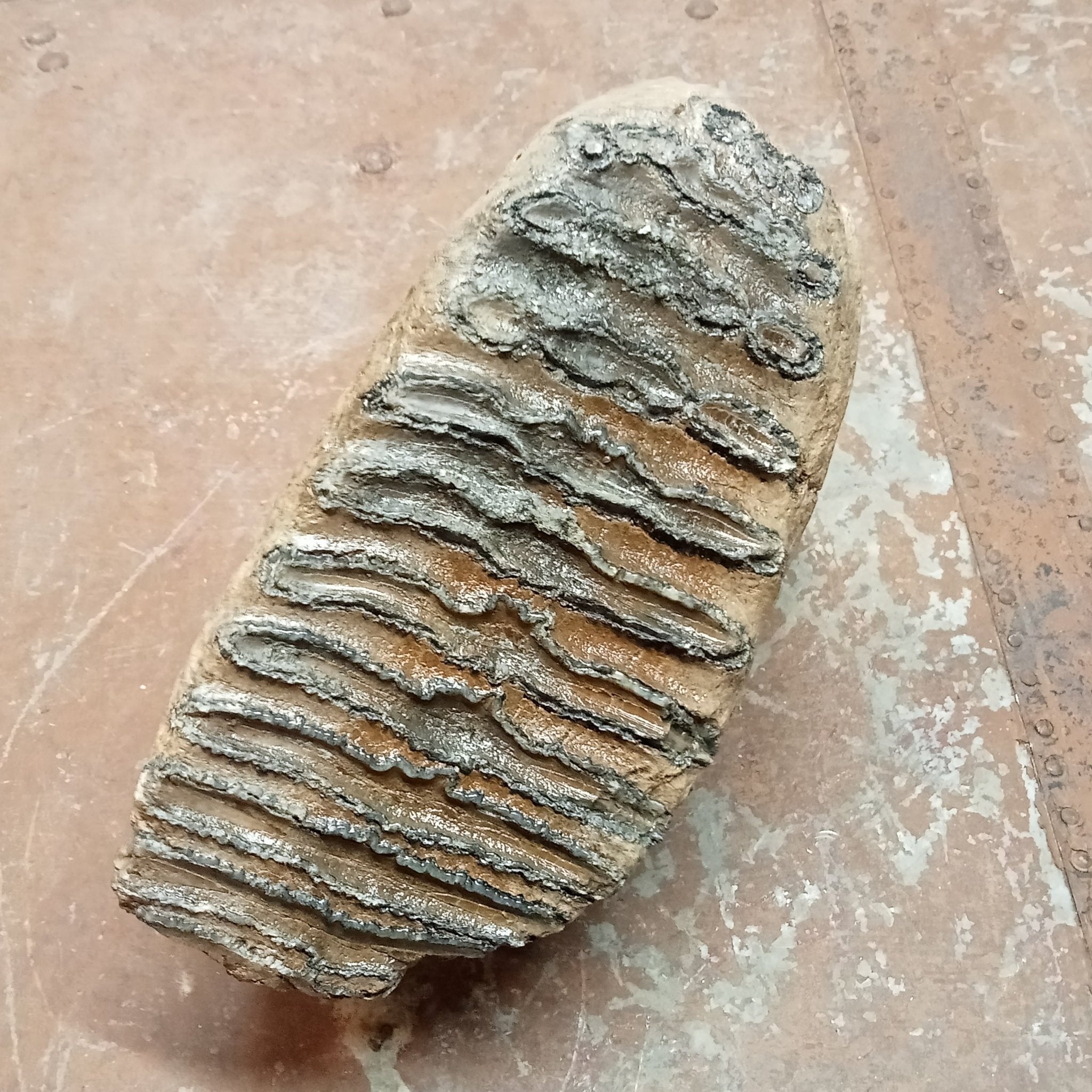 Mammuthus tooth - Lost archives store - product_name_for_sale - product_name_for_sale_australia - category_name