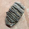Mammuthus tooth - Lost archives store - product_name_for_sale - product_name_for_sale_australia - category_name