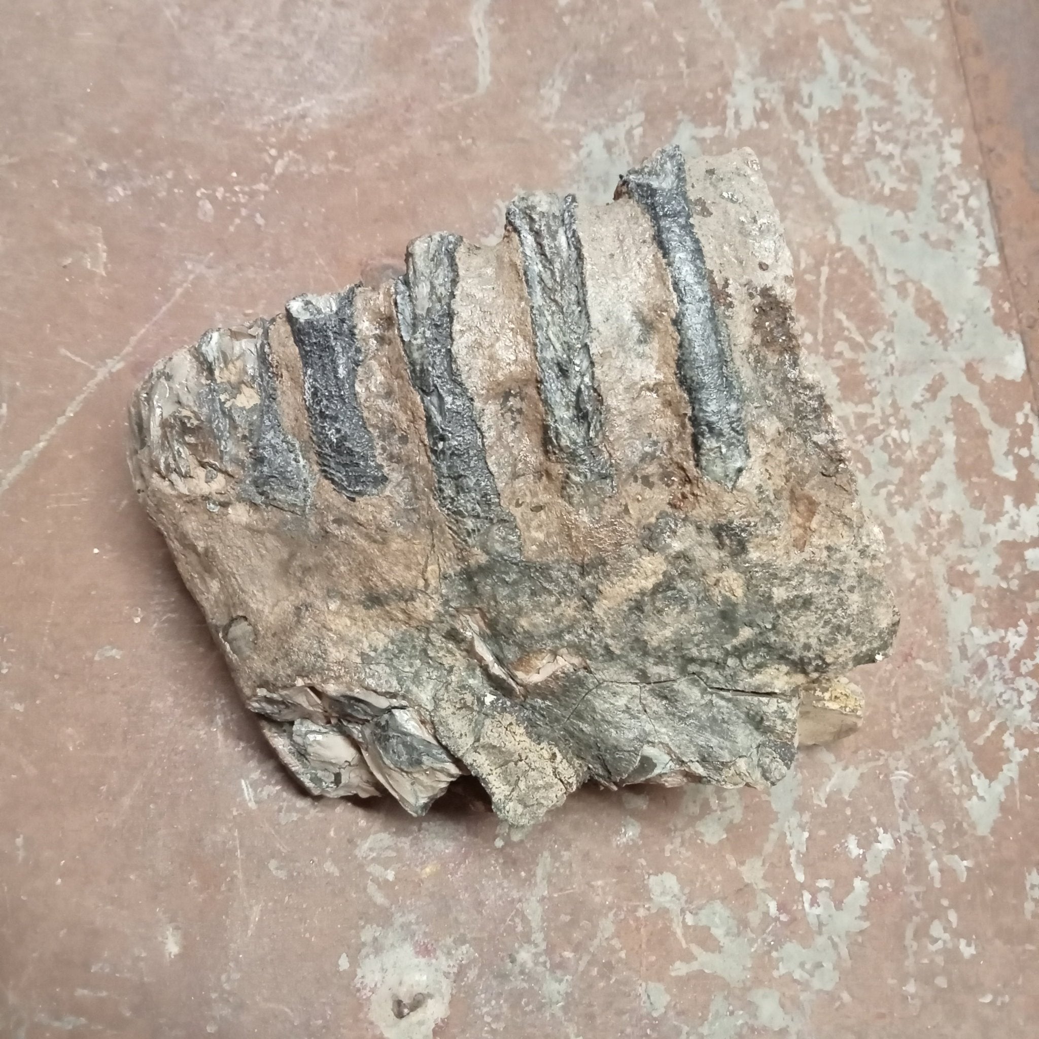 Mammuthus tooth - Lost archives store - product_name_for_sale - product_name_for_sale_australia - category_name