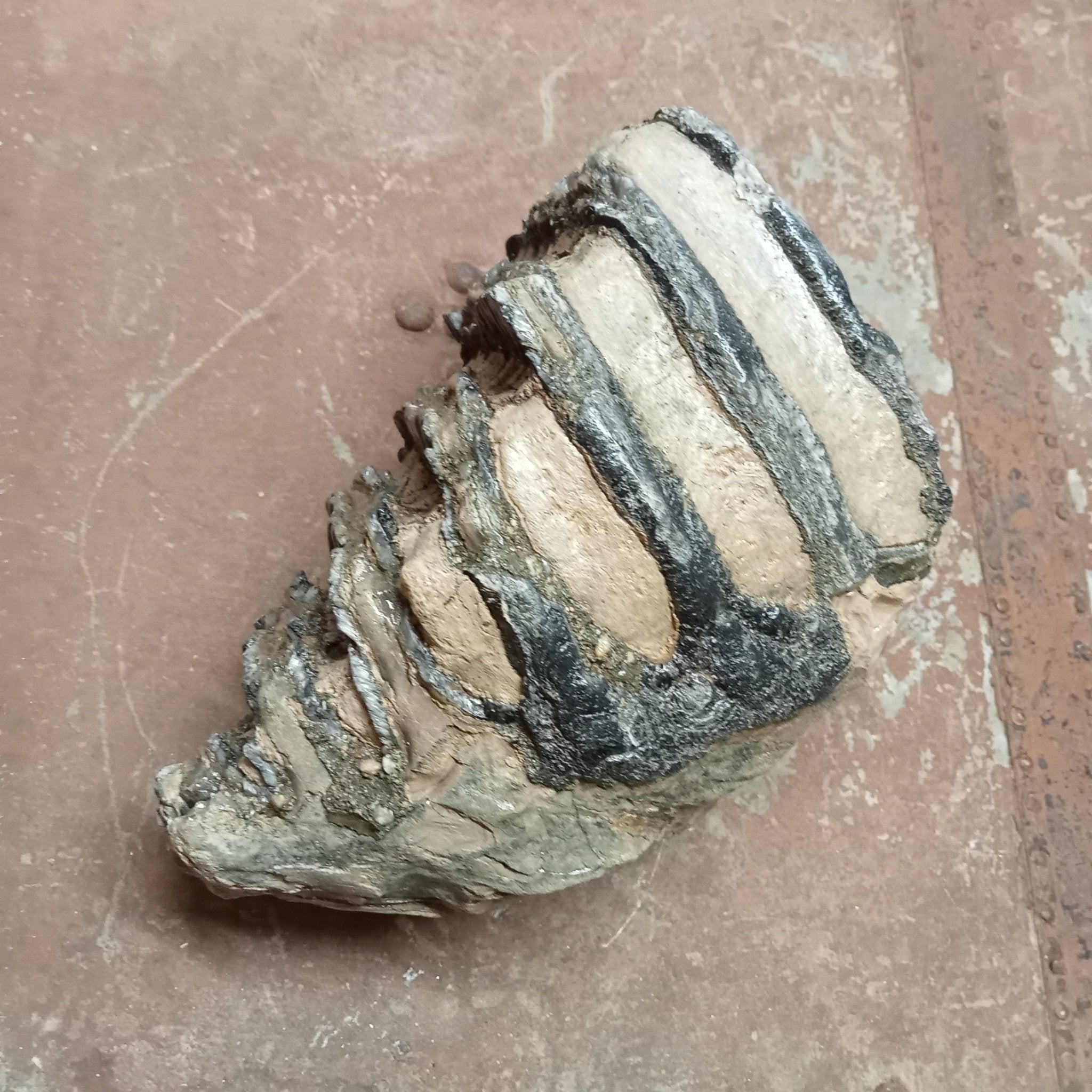 Mammuthus tooth - Lost archives store - product_name_for_sale - product_name_for_sale_australia - category_name