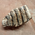 Mammuthus tooth - Lost archives store - product_name_for_sale - product_name_for_sale_australia - category_name