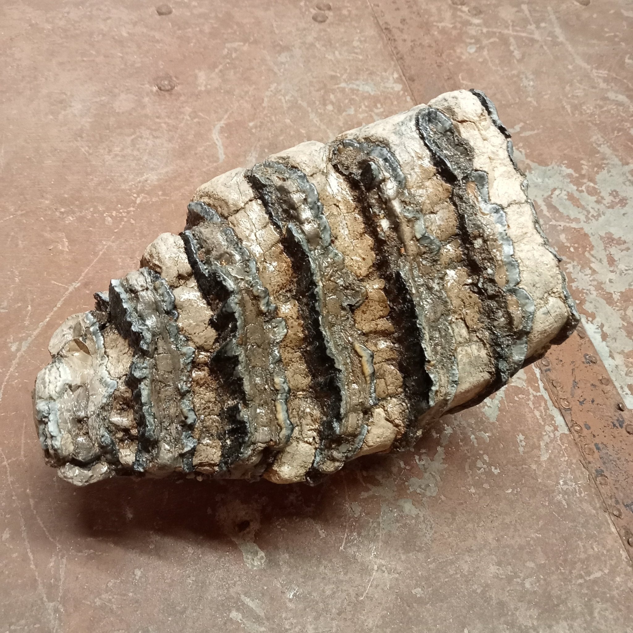 Mammuthus tooth - Lost archives store - product_name_for_sale - product_name_for_sale_australia - category_name