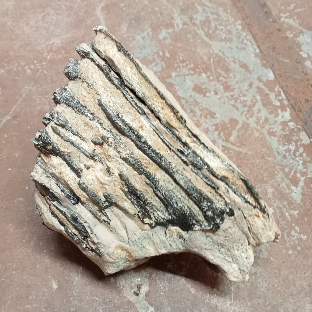 Mammuthus tooth - Lost archives store - product_name_for_sale - product_name_for_sale_australia - category_name