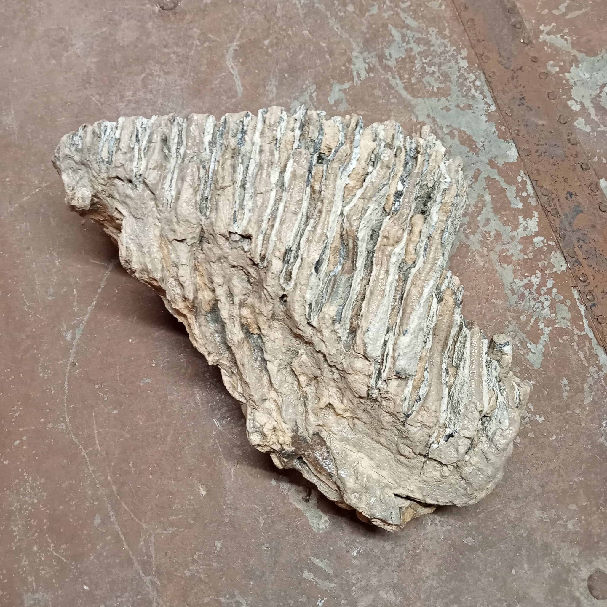 Mammuthus tooth - Lost archives store - product_name_for_sale - product_name_for_sale_australia - category_name