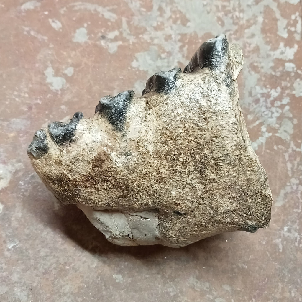 Mammuthus tooth - Lost archives store - product_name_for_sale - product_name_for_sale_australia - category_name