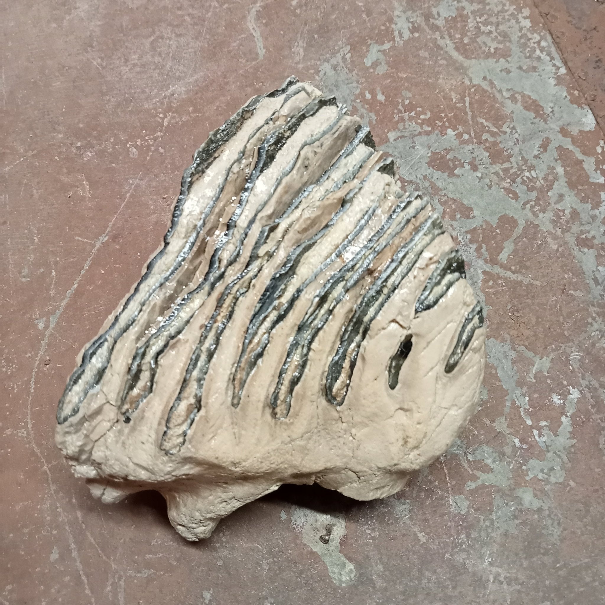 Mammuthus tooth - Lost archives store - product_name_for_sale - product_name_for_sale_australia - category_name