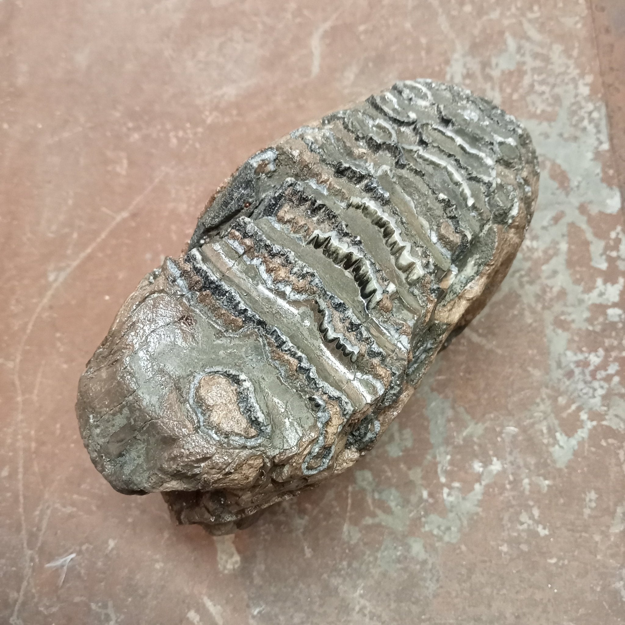 Mammuthus tooth - Lost archives store - product_name_for_sale - product_name_for_sale_australia - category_name