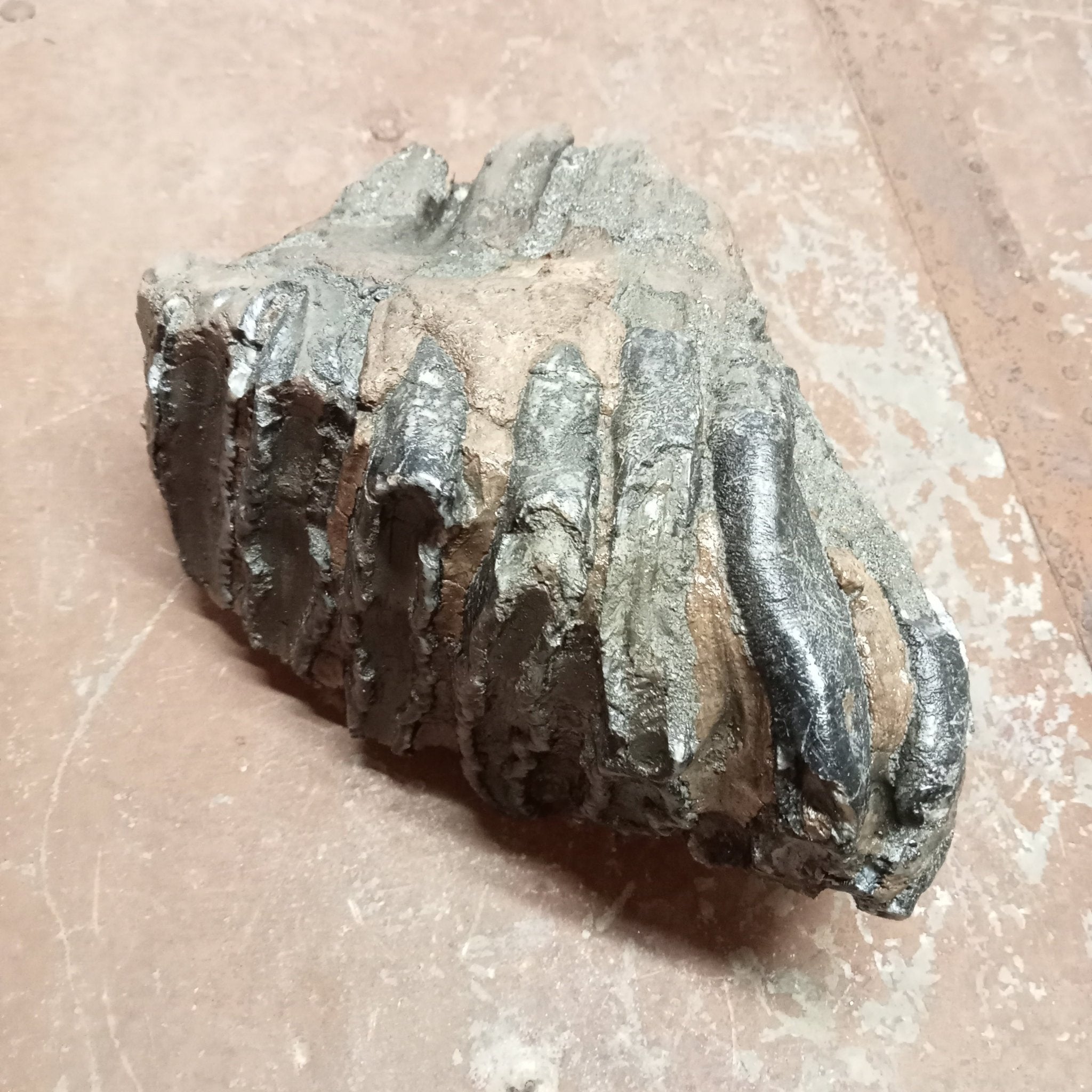 Mammuthus tooth - Lost archives store - product_name_for_sale - product_name_for_sale_australia - category_name