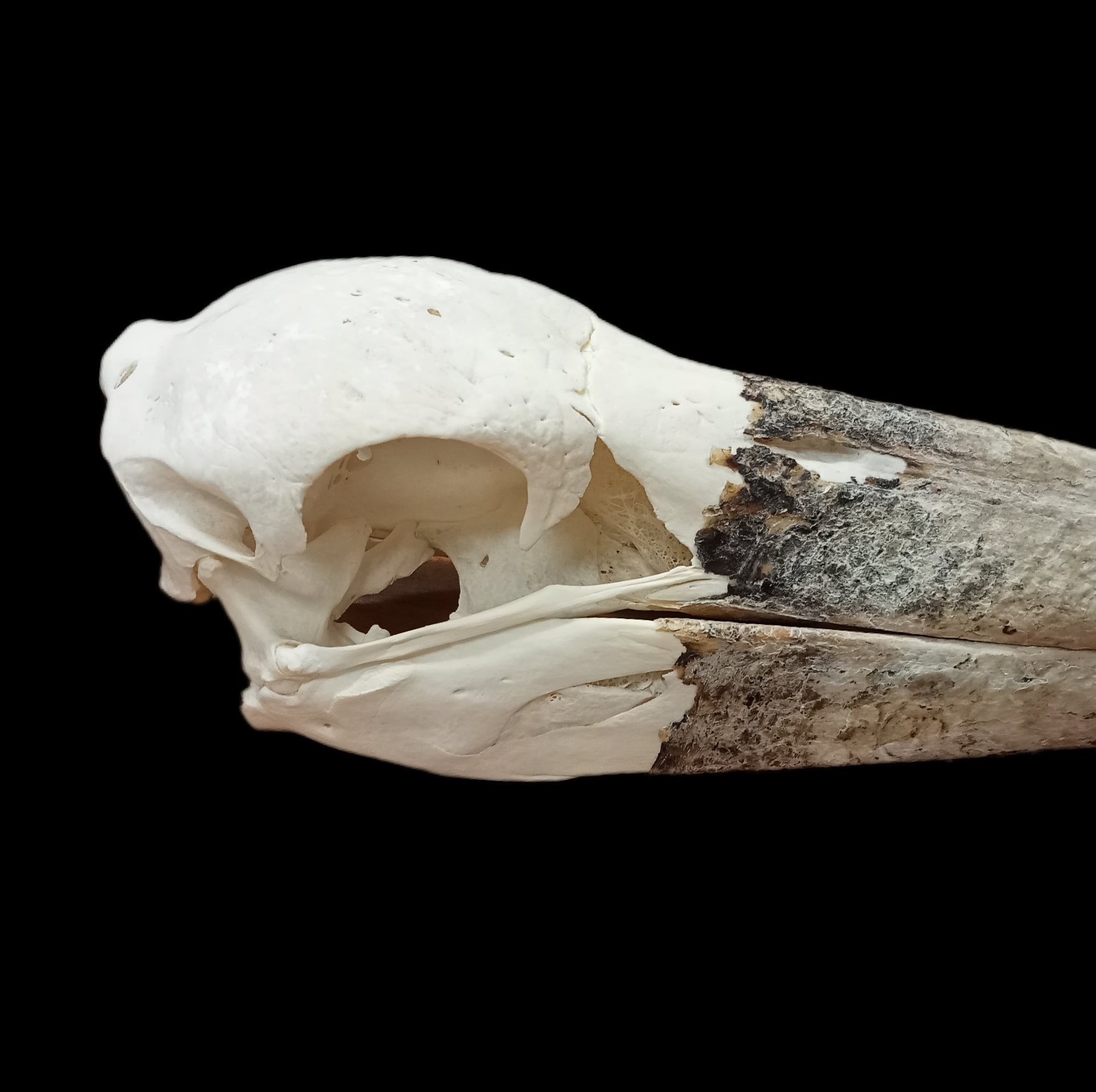 Marabou Stork Skull - Lost archives store - product_name_for_sale - product_name_for_sale_australia - category_name