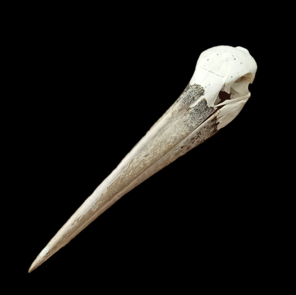 Marabou Stork Skull - Lost archives store - product_name_for_sale - product_name_for_sale_australia - category_name