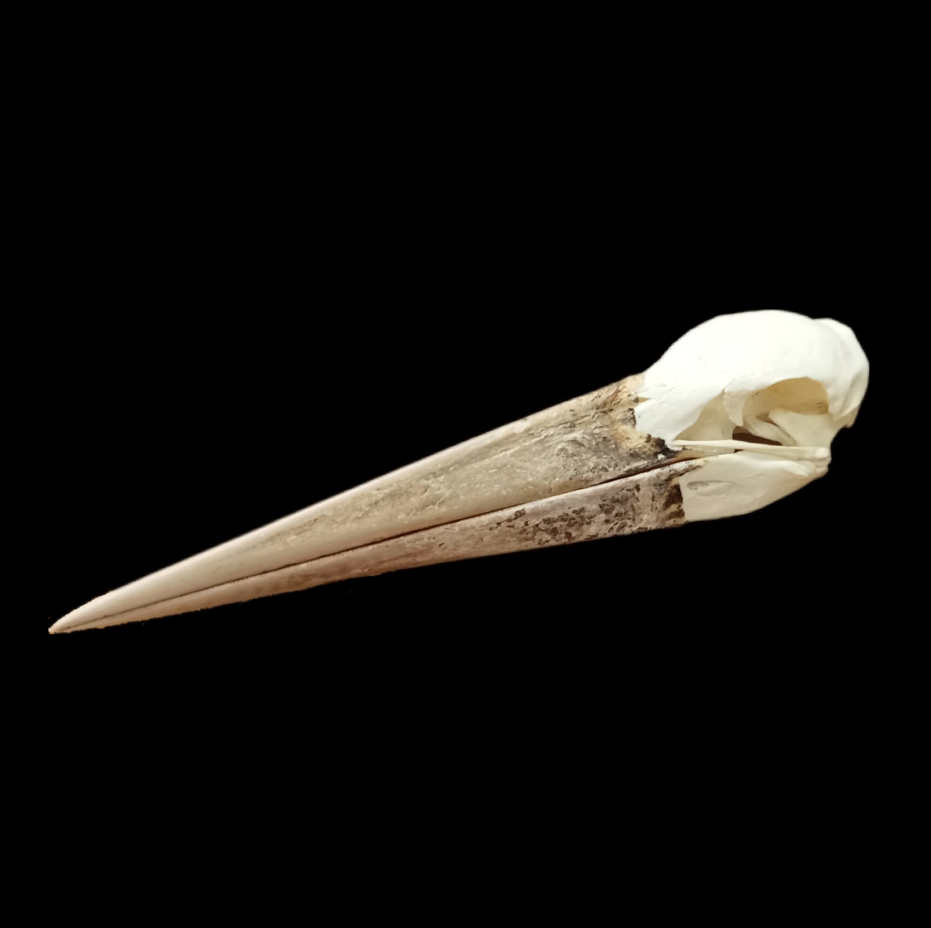 Marabou Stork Skull - Lost archives store - product_name_for_sale - product_name_for_sale_australia - category_name