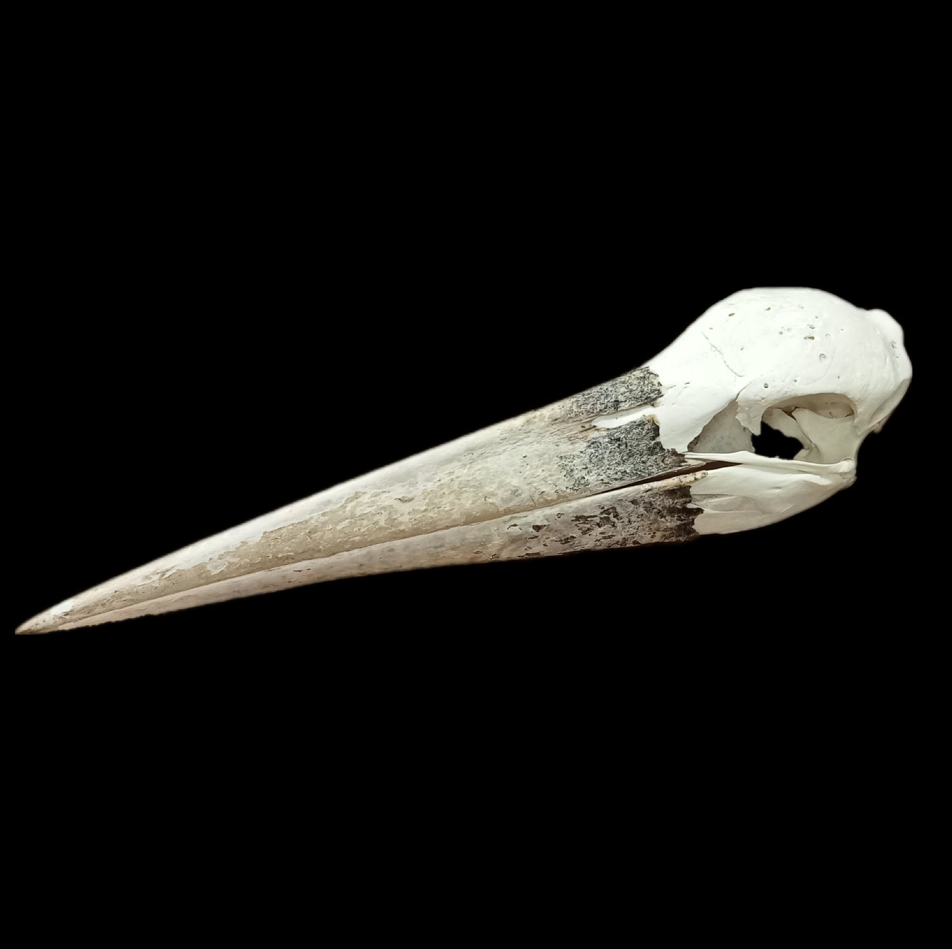 Marabou Stork Skull - Lost archives store - product_name_for_sale - product_name_for_sale_australia - category_name