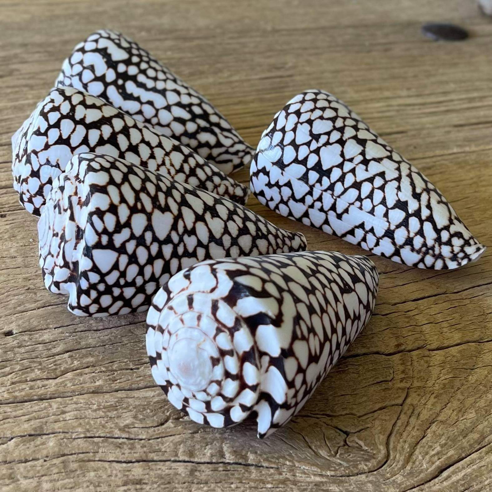 Marbled cone shell - Lost archives store - product_name_for_sale - product_name_for_sale_australia - category_name