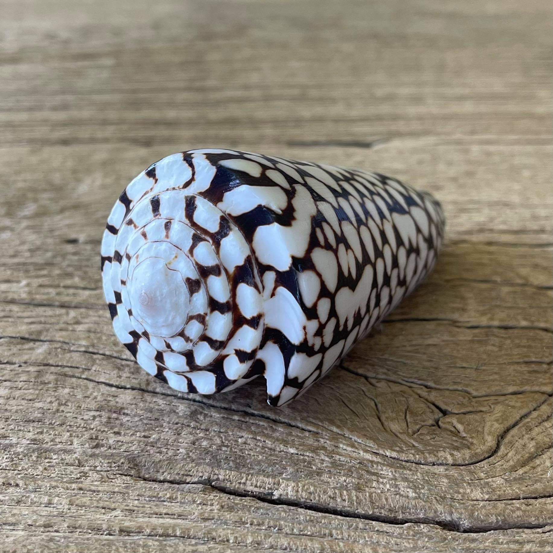 Marbled cone shell - Lost archives store - product_name_for_sale - product_name_for_sale_australia - category_name