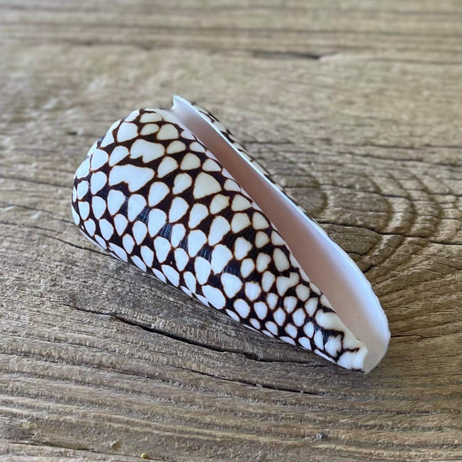 Marbled cone shell - Lost archives store - product_name_for_sale - product_name_for_sale_australia - category_name