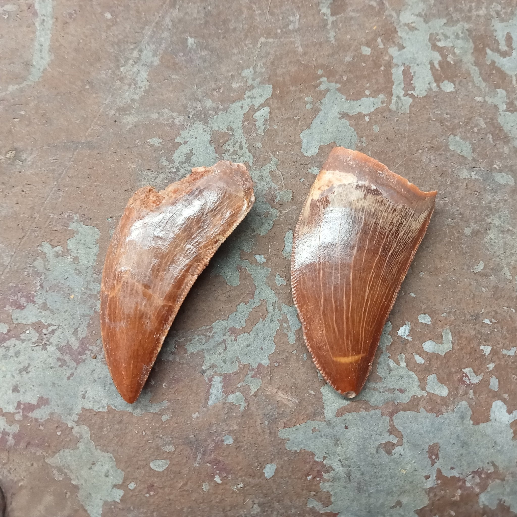 Medium Carcharodontosaurus tooth - Lost archives store - product_name_for_sale - product_name_for_sale_australia - category_name