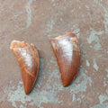 Medium Carcharodontosaurus tooth - Lost archives store - product_name_for_sale - product_name_for_sale_australia - category_name