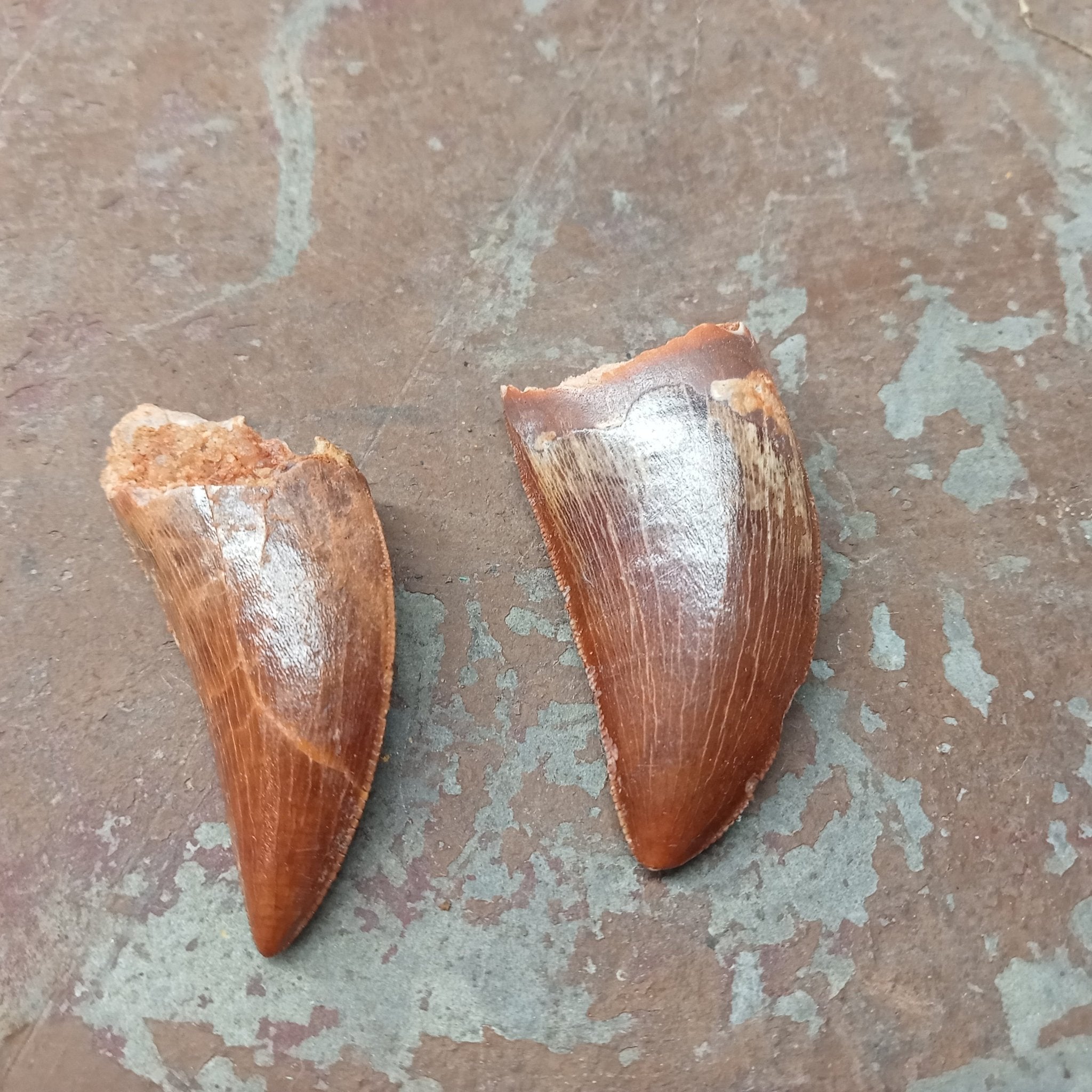 Medium Carcharodontosaurus tooth - Lost archives store - product_name_for_sale - product_name_for_sale_australia - category_name