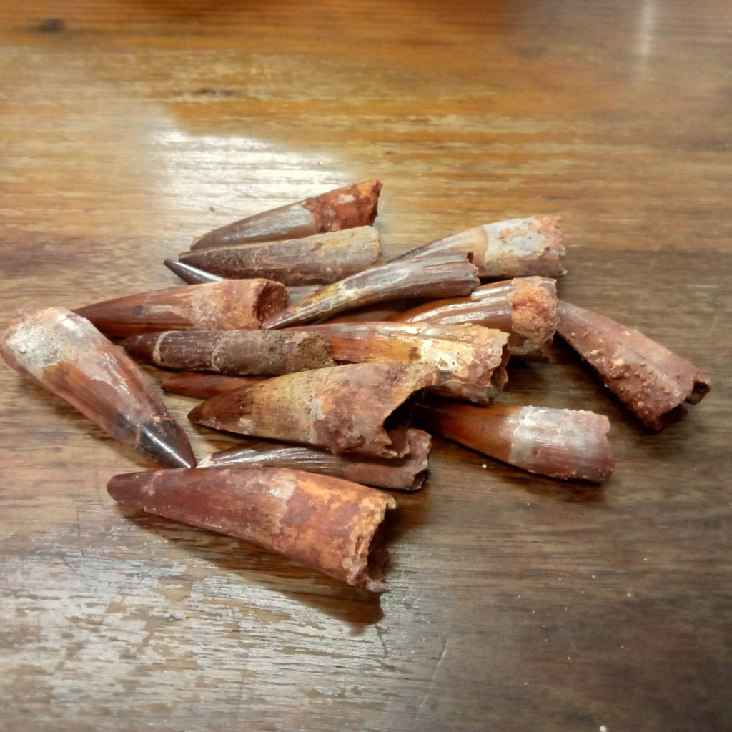 Medium Spinosaurus teeth - Lost archives store - product_name_for_sale - product_name_for_sale_australia - category_name