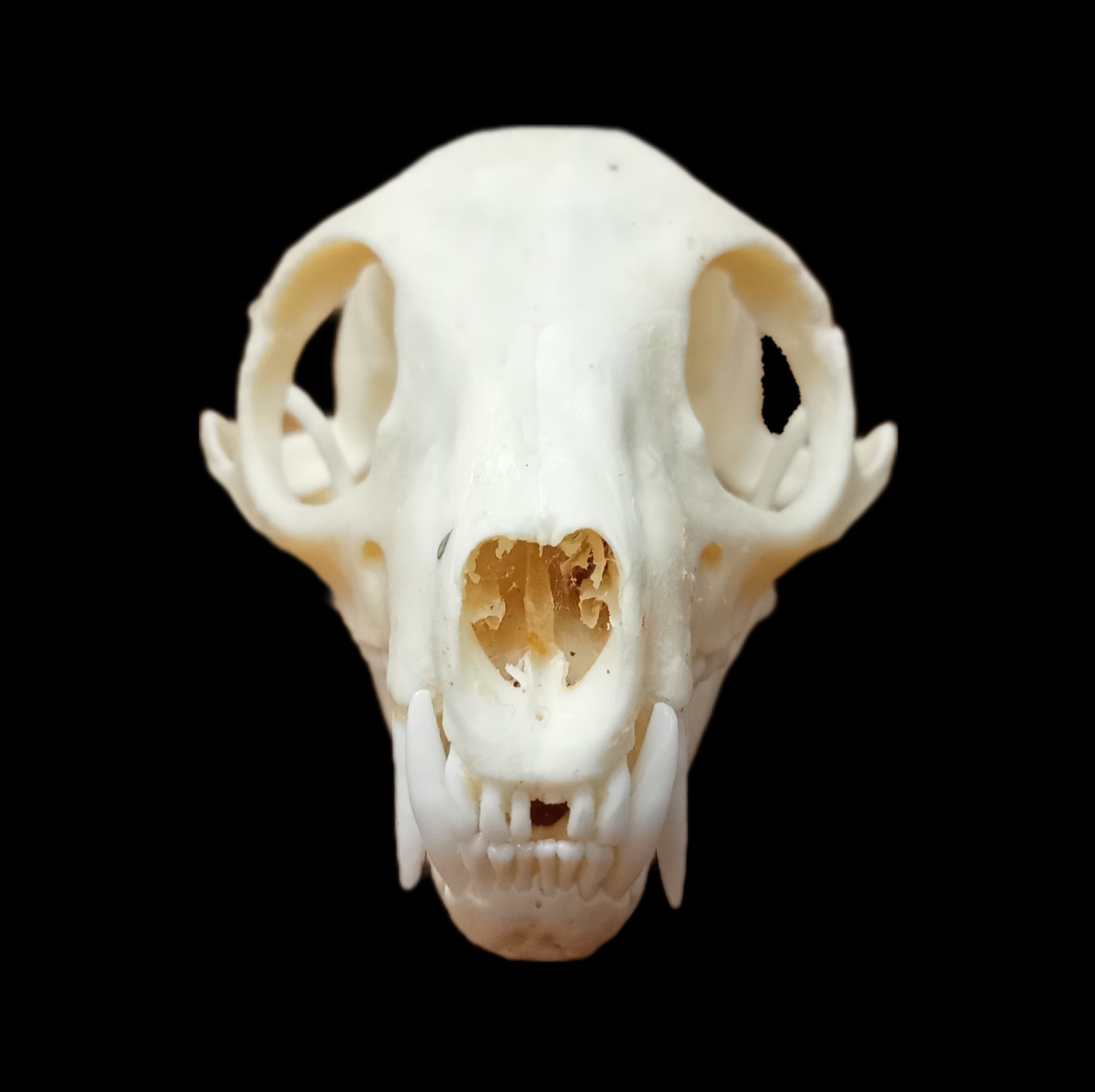 Meerkat skull - Lost archives store - product_name_for_sale - product_name_for_sale_australia - category_name