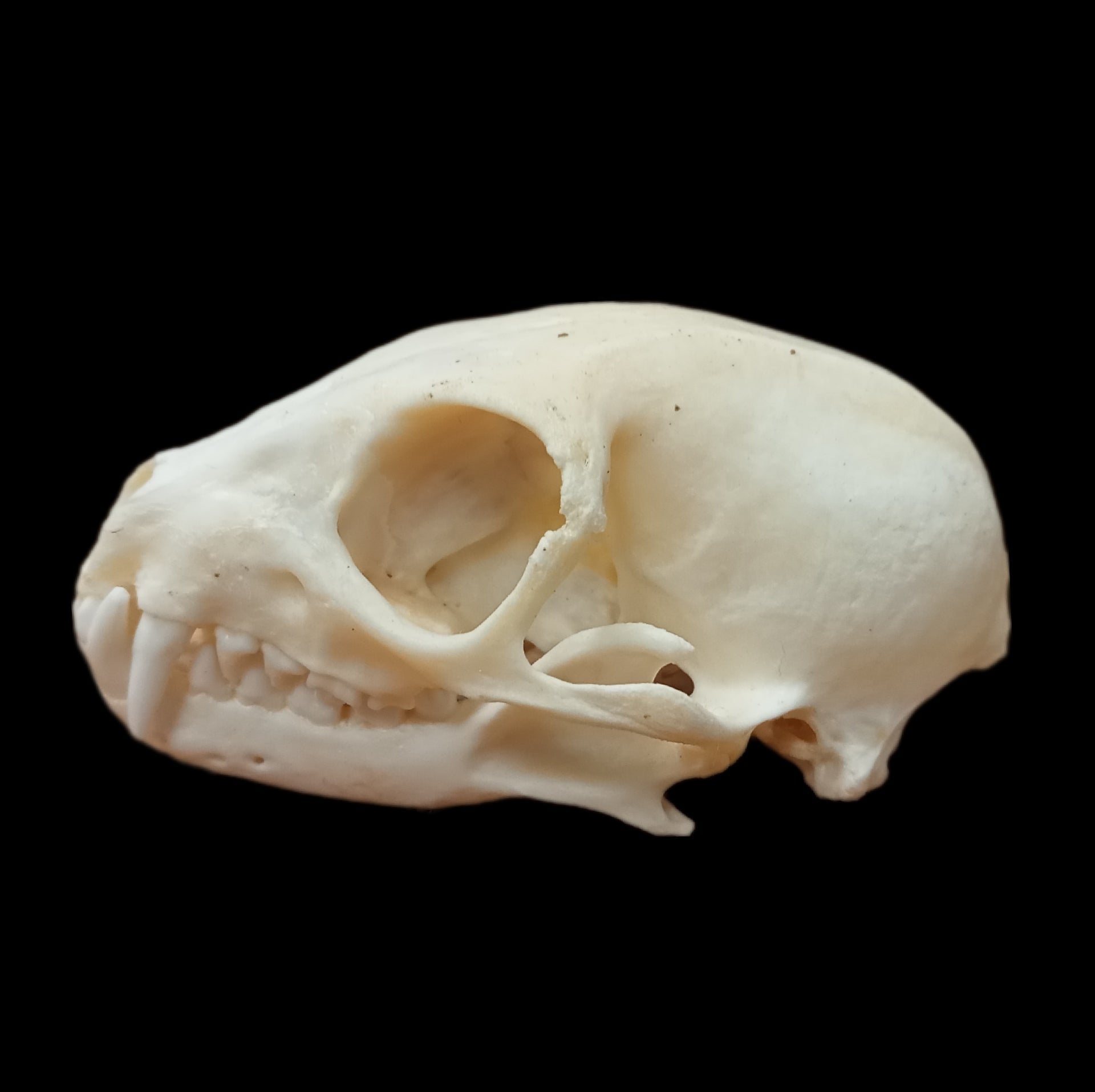 Meerkat skull - Lost archives store - product_name_for_sale - product_name_for_sale_australia - category_name