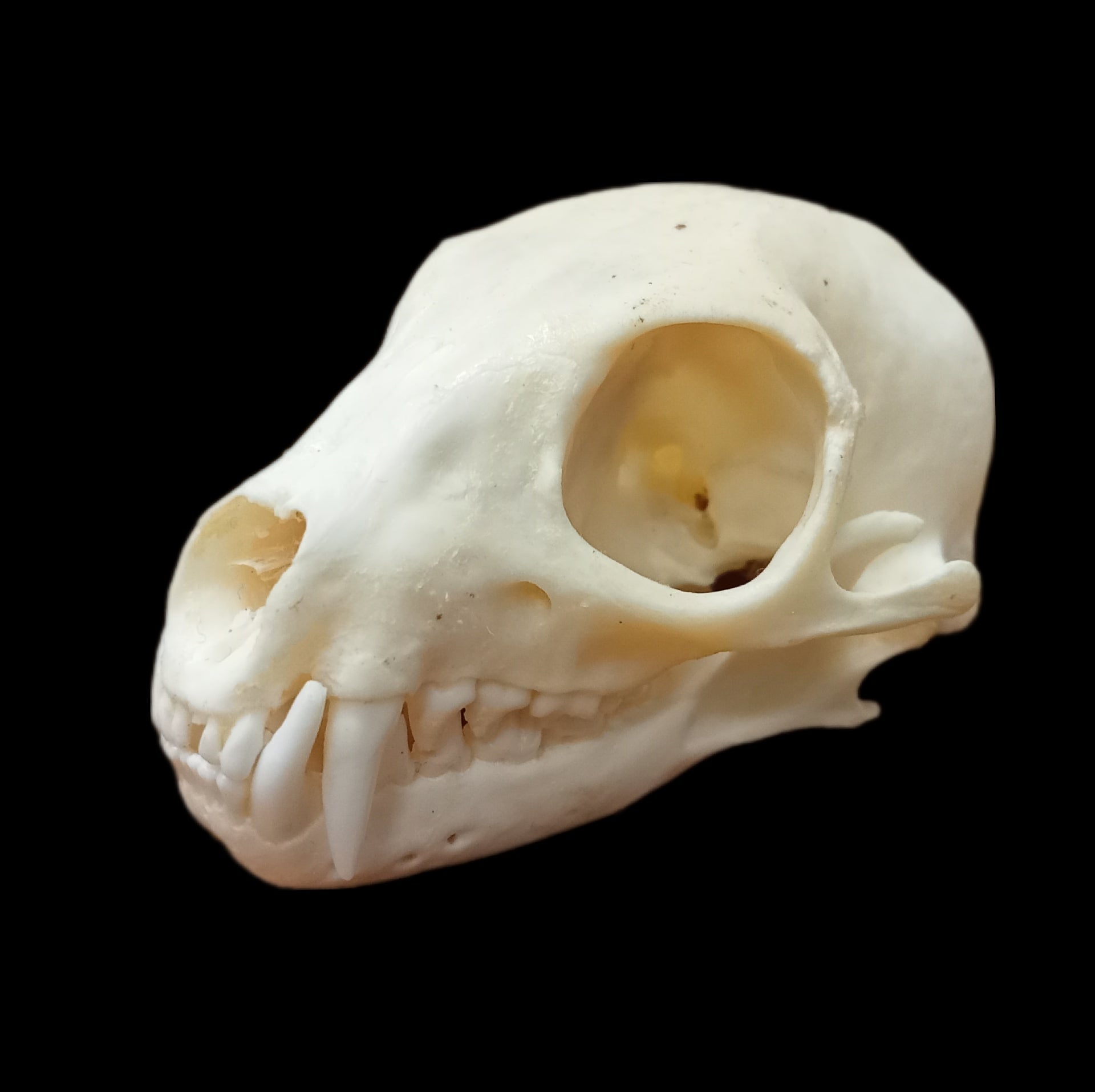 Meerkat skull - Lost archives store - product_name_for_sale - product_name_for_sale_australia - category_name