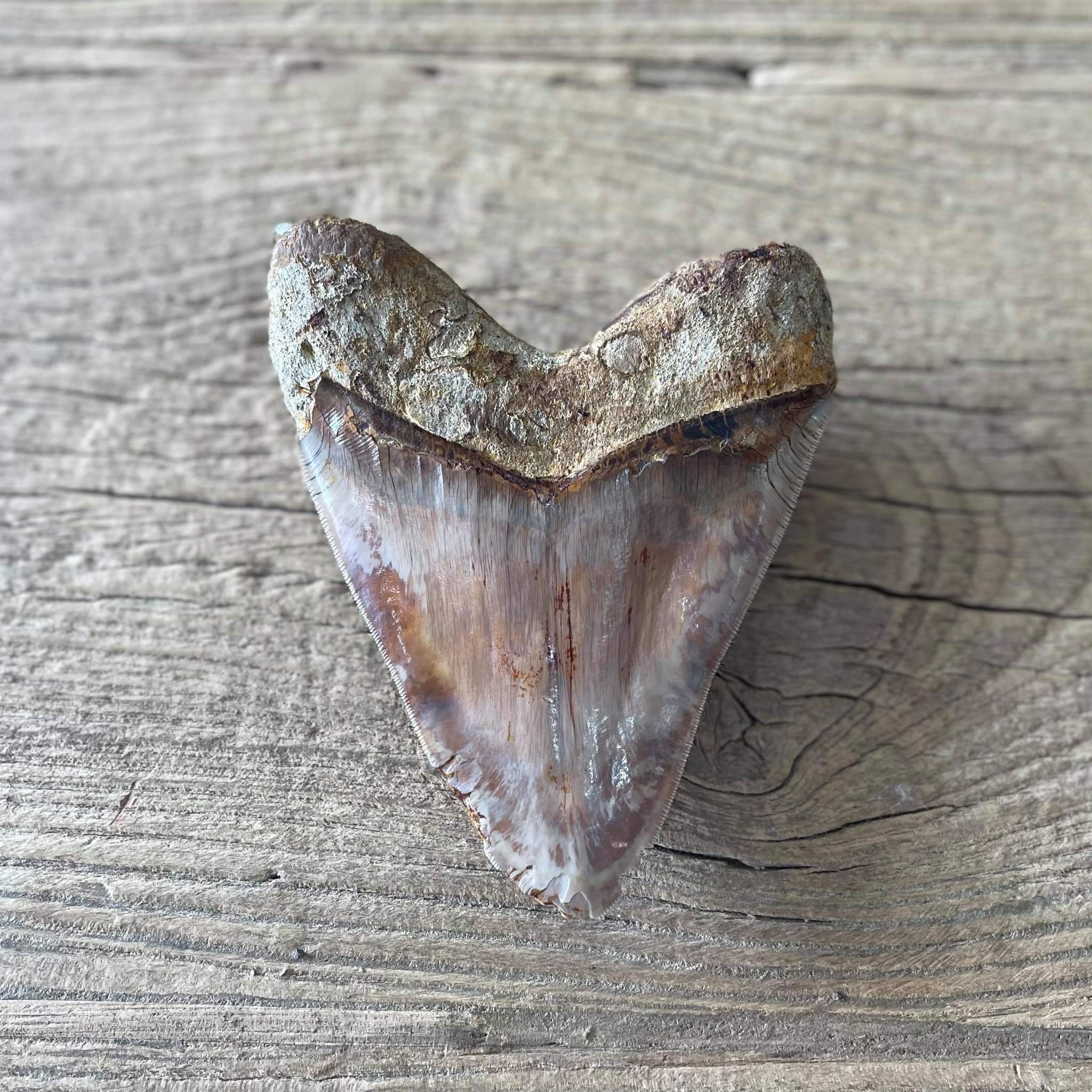 Megalodon tooth fossil - Lost archives store - product_name_for_sale - product_name_for_sale_australia - category_name