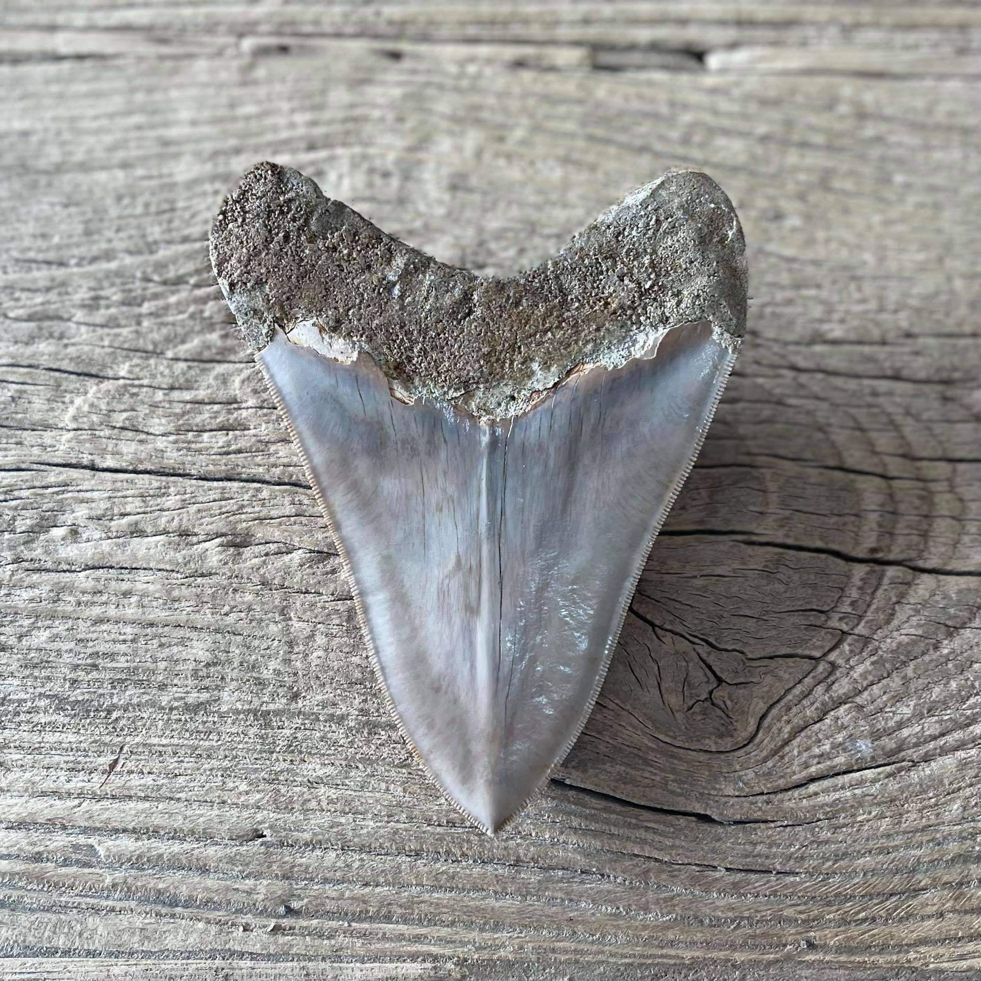 Megalodon tooth fossil - Lost archives store - product_name_for_sale - product_name_for_sale_australia - category_name