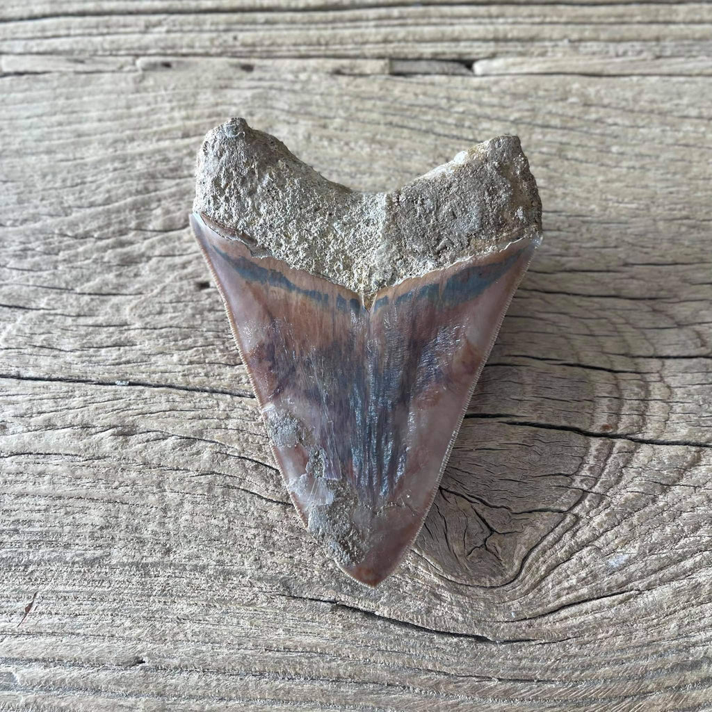 Megalodon tooth fossil - Lost archives store - product_name_for_sale - product_name_for_sale_australia - category_name