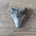 Megalodon tooth fossil - Lost archives store - product_name_for_sale - product_name_for_sale_australia - category_name