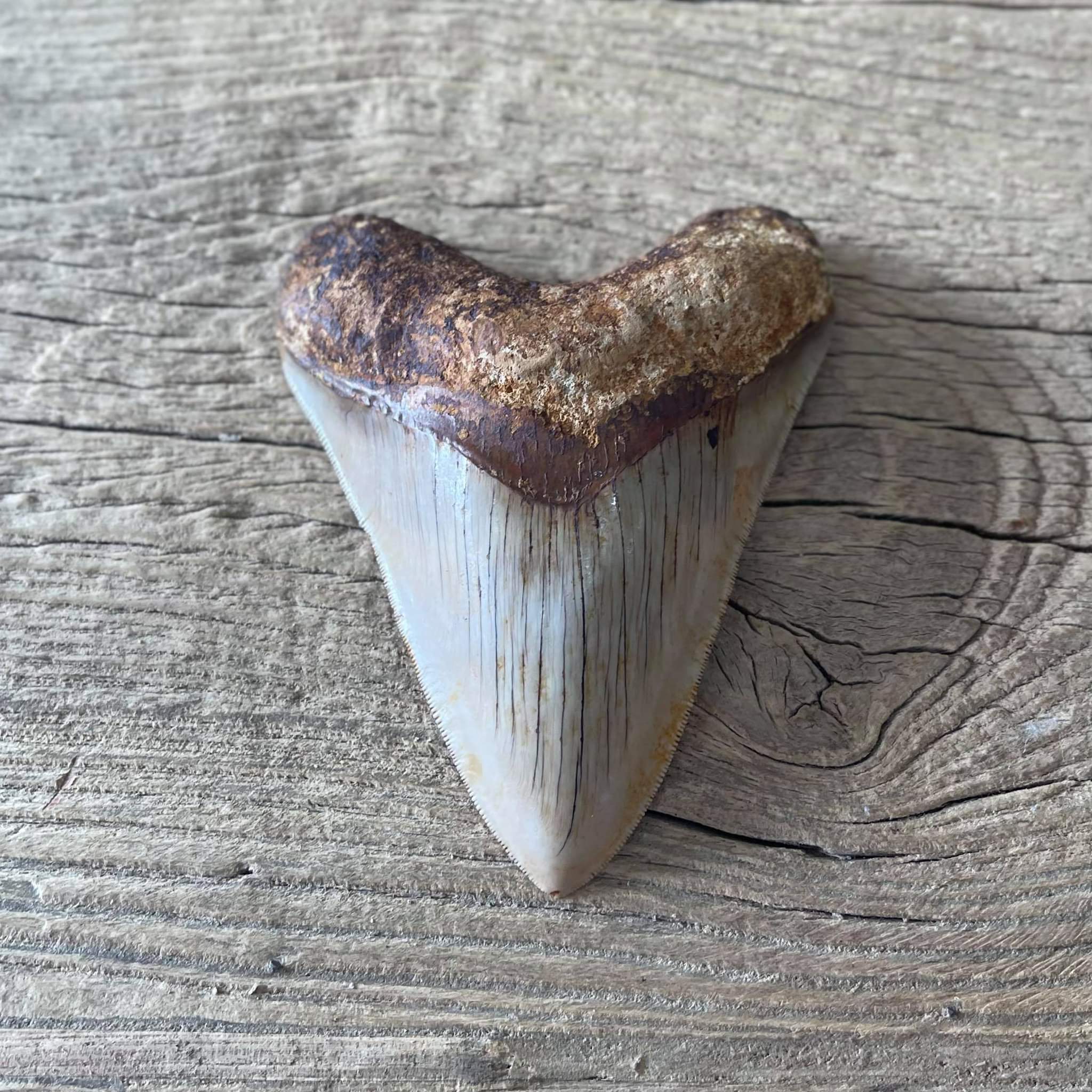 Megalodon tooth fossil - Lost archives store - product_name_for_sale - product_name_for_sale_australia - category_name