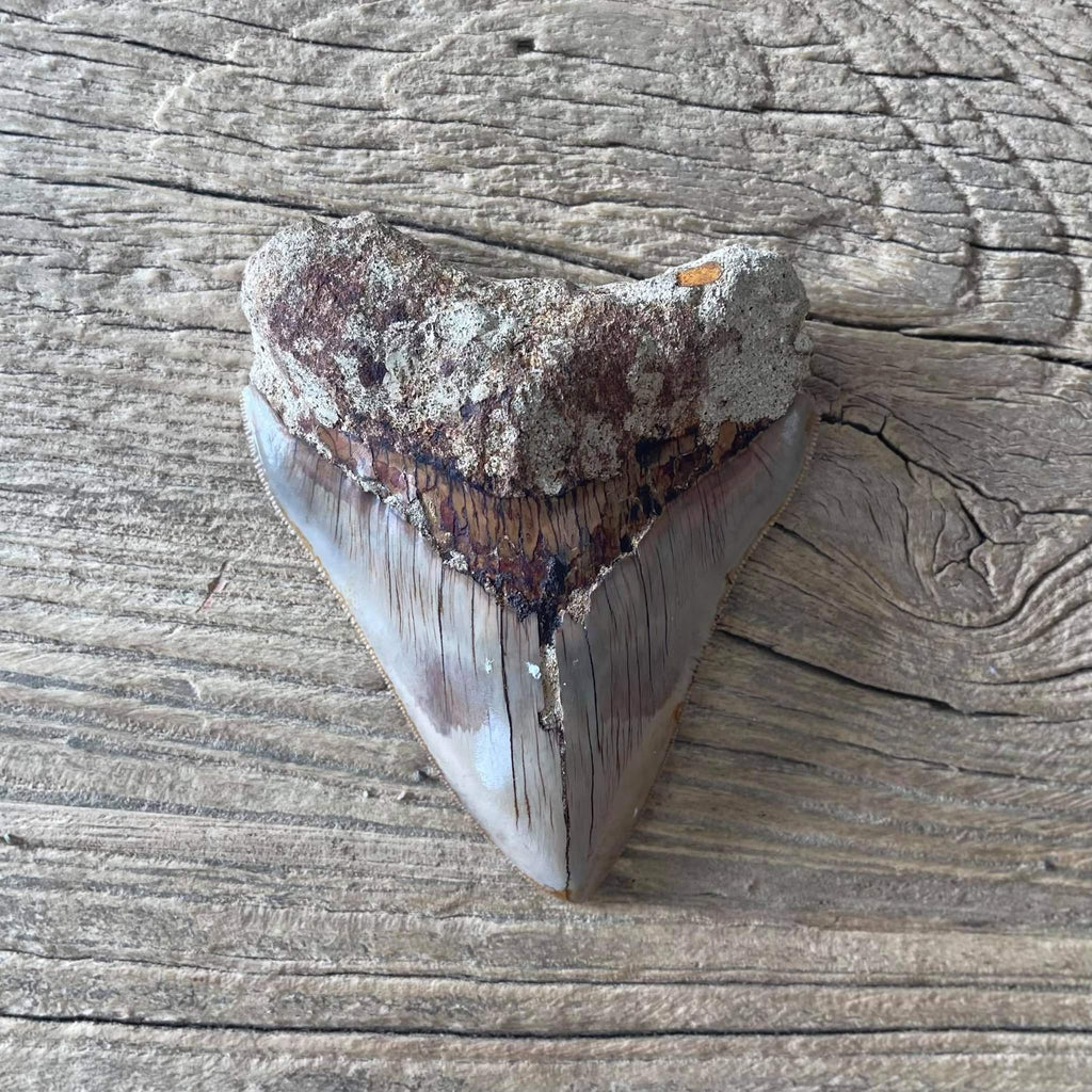 Megalodon tooth fossil - Lost archives store - product_name_for_sale - product_name_for_sale_australia - category_name
