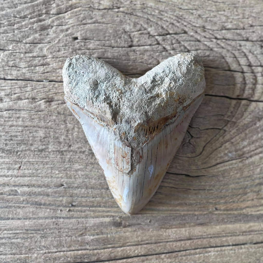 Megalodon tooth fossil - Lost archives store - product_name_for_sale - product_name_for_sale_australia - category_name