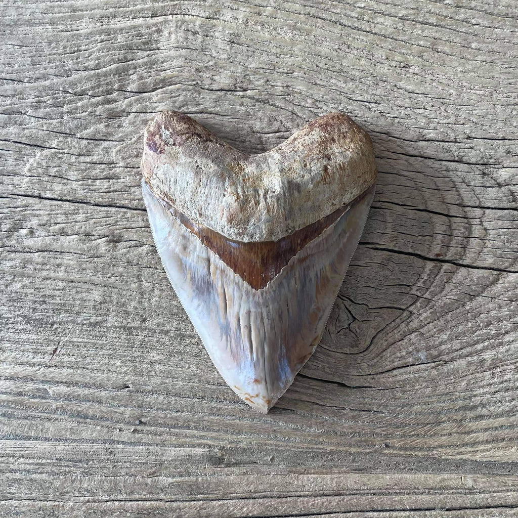 Megalodon tooth fossil - Lost archives store - product_name_for_sale - product_name_for_sale_australia - category_name
