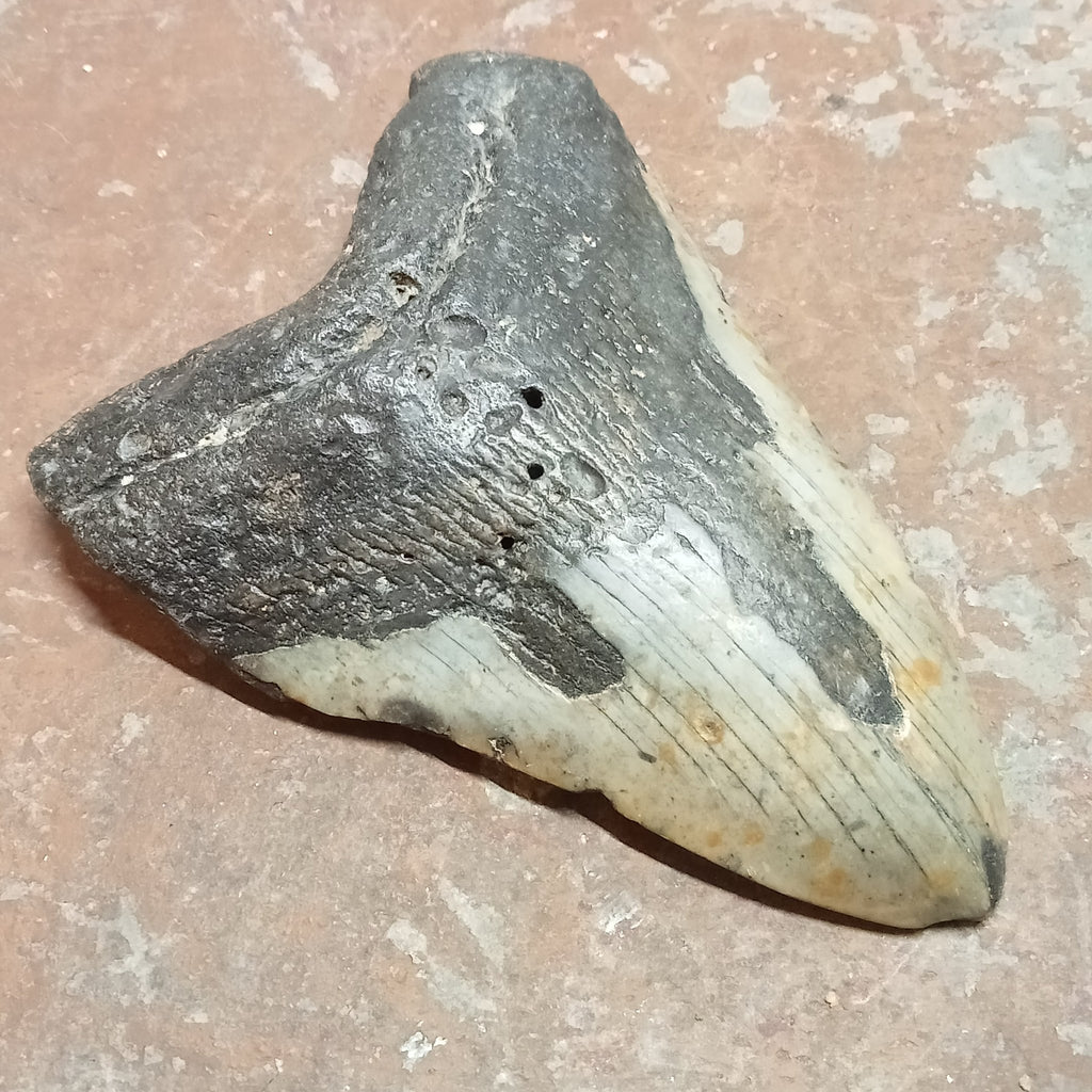 Megalodon tooth - Lost archives store - product_name_for_sale - product_name_for_sale_australia - category_name