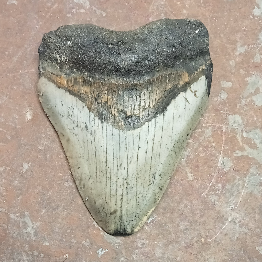 Megalodon tooth - Lost archives store - product_name_for_sale - product_name_for_sale_australia - category_name