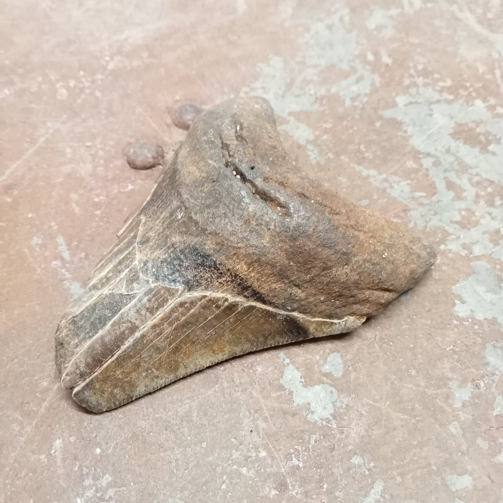 Megalodon tooth - Lost archives store - product_name_for_sale - product_name_for_sale_australia - category_name