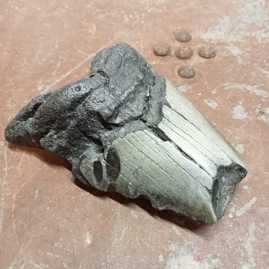Megalodon tooth - Lost archives store - product_name_for_sale - product_name_for_sale_australia - category_name