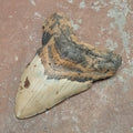 Megalodon tooth - Lost archives store - product_name_for_sale - product_name_for_sale_australia - category_name