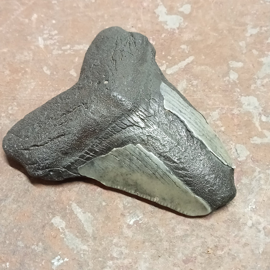 Megalodon tooth - Lost archives store - product_name_for_sale - product_name_for_sale_australia - category_name