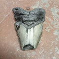 Megalodon tooth - Lost archives store - product_name_for_sale - product_name_for_sale_australia - category_name