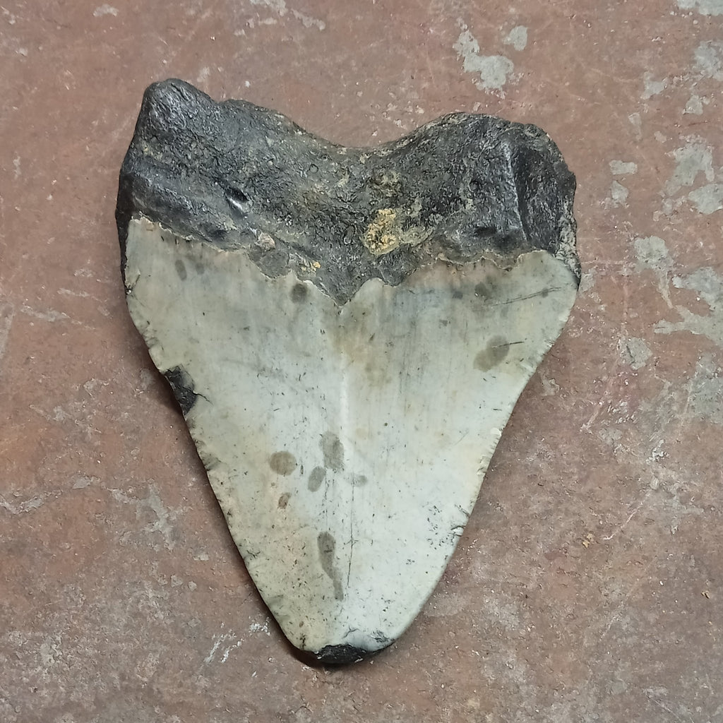 Megalodon tooth - Lost archives store - product_name_for_sale - product_name_for_sale_australia - category_name